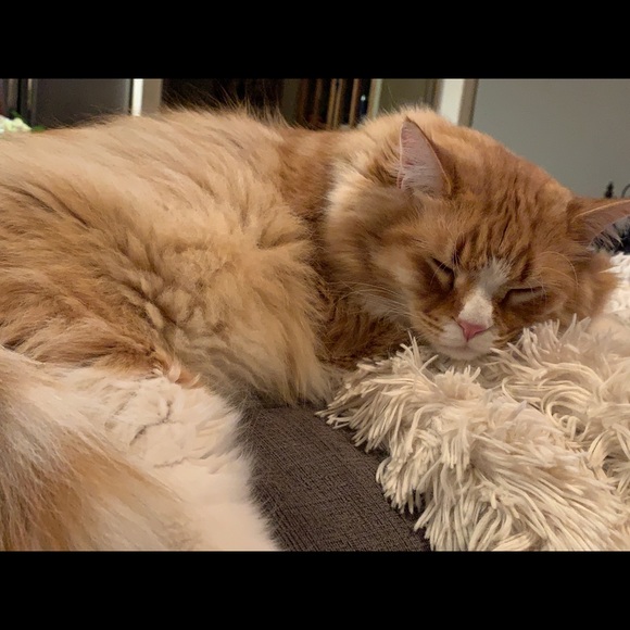 Meet your Posh Ambassador Amy!!!!! - Picture 4 of 6